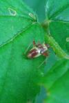 Closterotomus fulvomaculatus