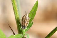 Aelia acuminata