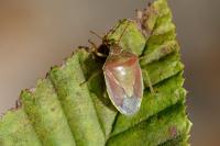 Piezodorus lituratus