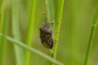 Rhaphigaster nebulosa