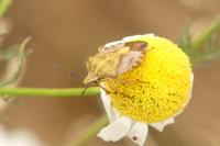 Carpocoris purpureipennis
