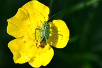 Mermitelocerus schmidtii