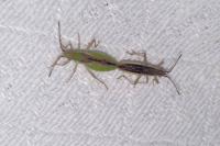 Myrmus miriformis