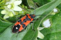 Lygaeus equestris
