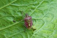Dolycoris baccarum