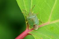 Palomena prasina