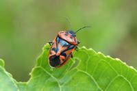 Eurydema ornata