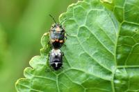 Eurydema oleracea