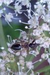Himacerus mirmicoides