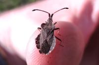 Enoplops scapha