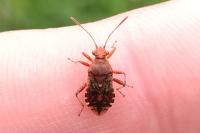 Rhopalus subrufus