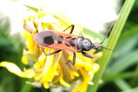 Peirates hybridus