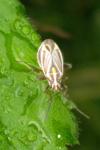 Horistus orientalis