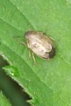 Neottiglossa pusilla