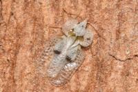 Corythucha ciliata