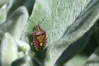 Dolycoris baccarum