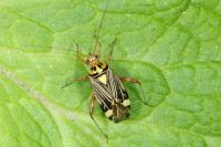 Rhabdomiris striatellus