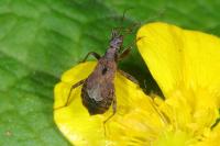Himacerus mirmicoides
