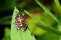 Dolycoris baccarum