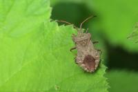 Coreus marginatus