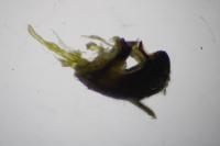 Notonecta viridis