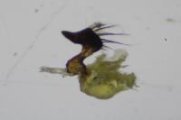 Notonecta viridis