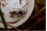 Notonecta viridis