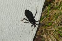 Reduvius personatus