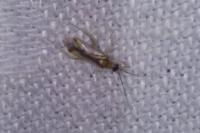 Campyloneura virgula