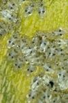 Corythucha ciliata