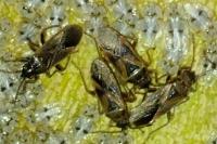 Arocatus longiceps