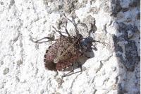 Halyomorpha halys