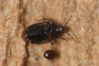 Brachysteles parvicornis