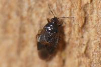 Brachysteles parvicornis