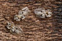 Corythucha ciliata