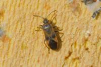 Arocatus roeselii