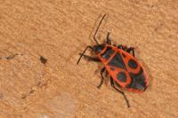 Pyrrhocoris apterus