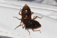 Pentatoma rufipes