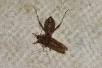 Himacerus apterus