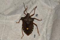 Pentatoma rufipes