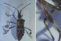 Leptoglossus occidentalis