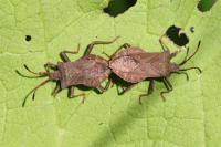 Coreus marginatus