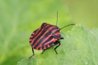 Graphosoma italicum italicum