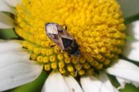 Trapezonotus ullrichi