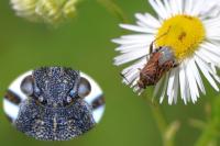 Stictopleurus punctatonervosus