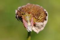Carpocoris purpureipennis