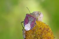 Dolycoris baccarum