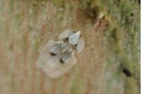 Corythucha ciliata