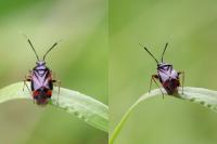 Deraeocoris ruber