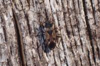 Rhyparochromus vulgaris